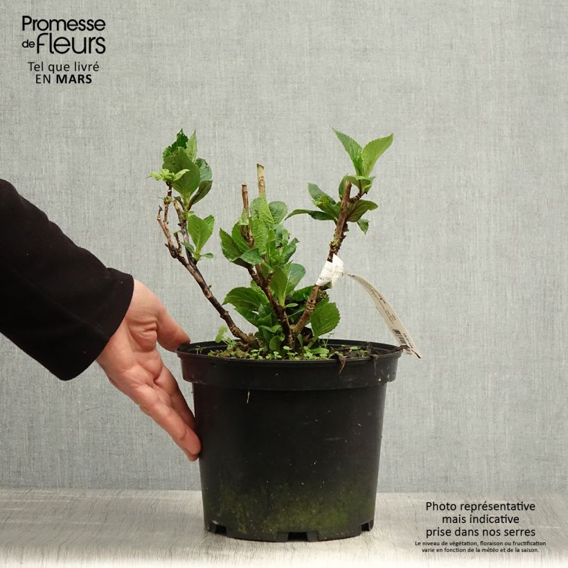 Exemplaar van Hydrangea macrophylla Chocolate Ever Belles Hokomachoko - Bolhortensia Pot van 4 l/5 l zoals geleverd in de lente