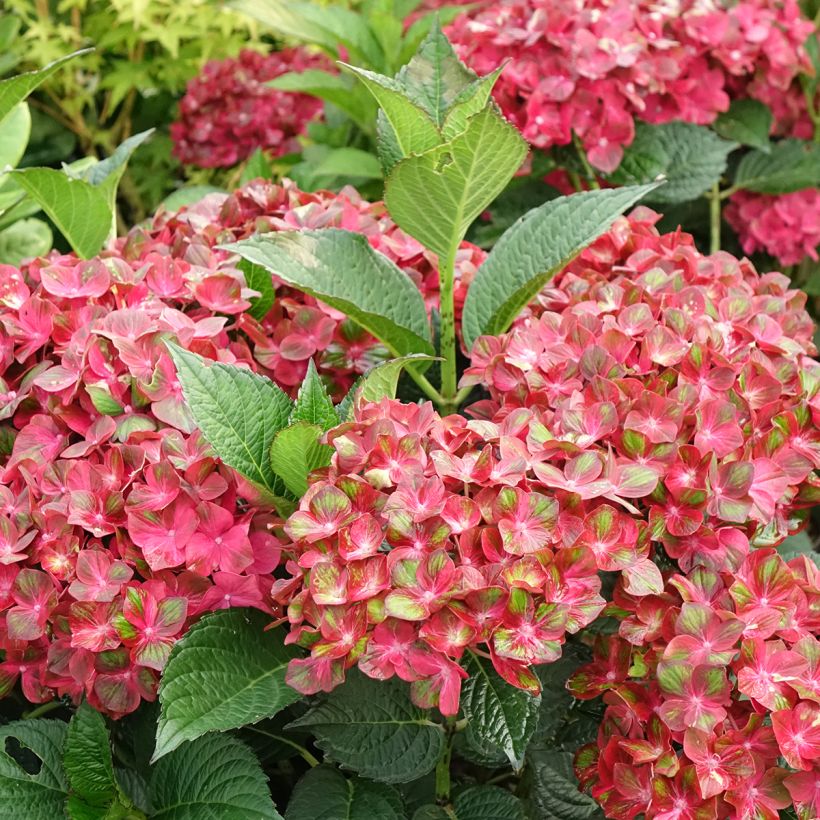 Hydrangea macrophylla Chocolate Ever Belles Hokomachoko - Bolhortensia (Bloei)