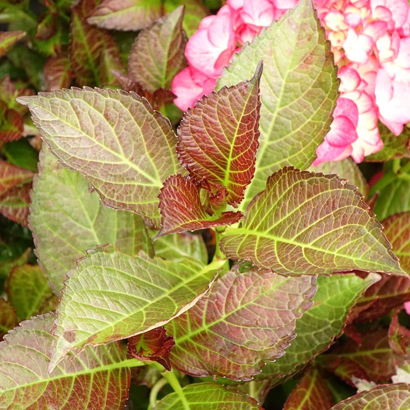 Hydrangea macrophylla Black Diamonds Dark Angel - Bolhortensia (Blad)