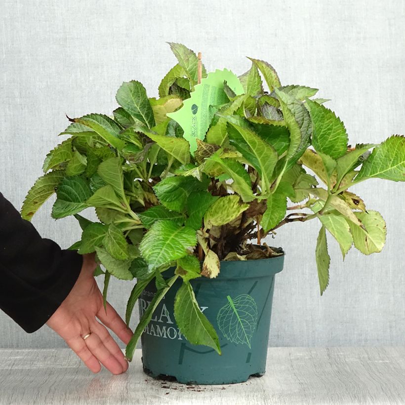 Exemplaar van Hydrangea macrophylla Dark Angel Purple Black Diamonds - Bolhortensia Pot van 2 l/3 l zoals geleverd in de herfst