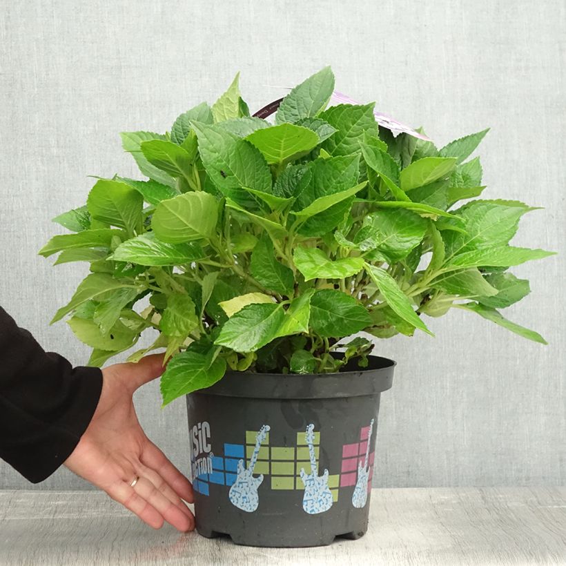 Exemplaar van Hydrangea macrophylla Deep Purple Dance - Bolhortensia Pot van 4 l/5 l, Struik zoals geleverd in de herfst