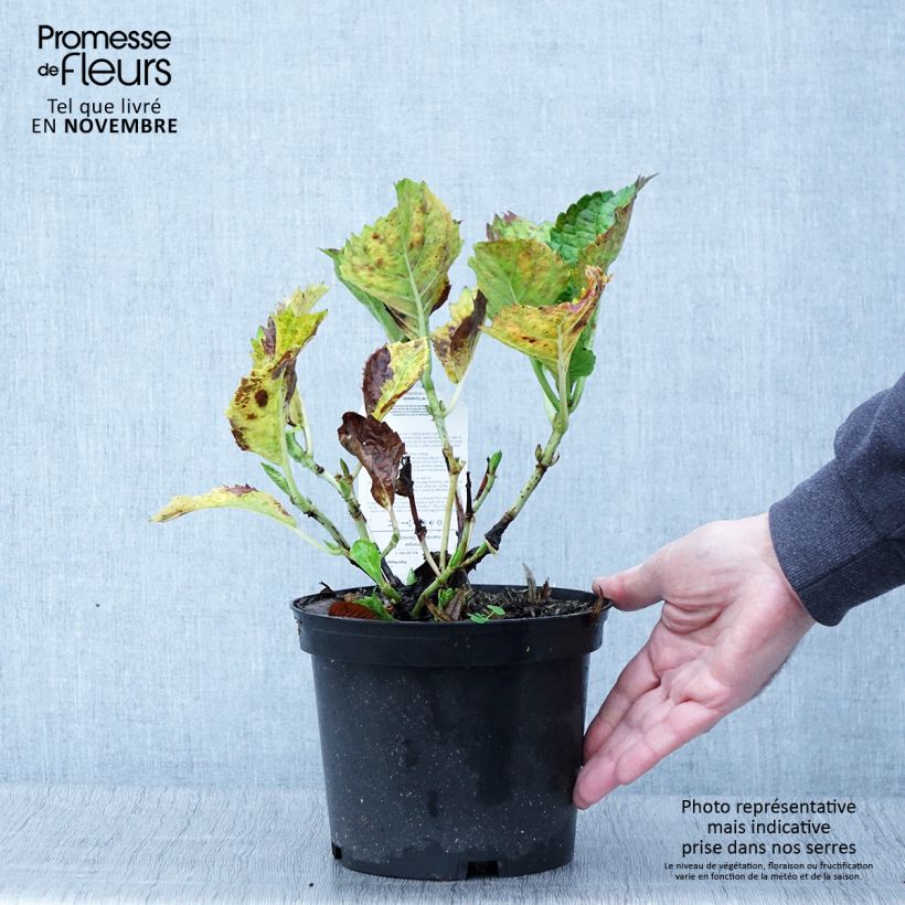 Exemplaar van Hydrangea macrophylla Deutschland - Bolhortensia Pot van 2 l/3 l zoals geleverd in de herfst