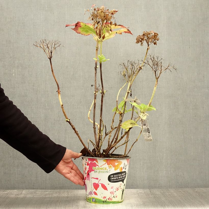 Exemplaar van Hydrangea macrophylla Dolce Fragola - Bolhortensia Pot van 4 l/5 l zoals geleverd in de herfst