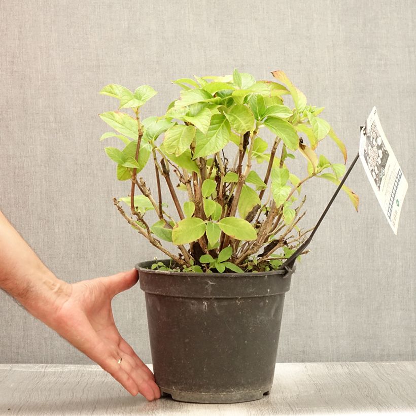 Exemplaar van Hydrangea macrophylla Dolce Gipsy Dolgip - Bolhortensia Pot van 4 l/5 l zoals geleverd in de zomer