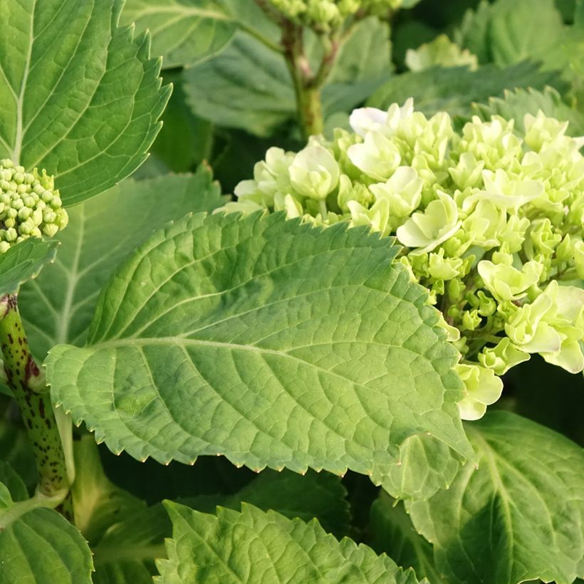 Hydrangea macrophylla Early Blue - Boerenhortensia (Blad)