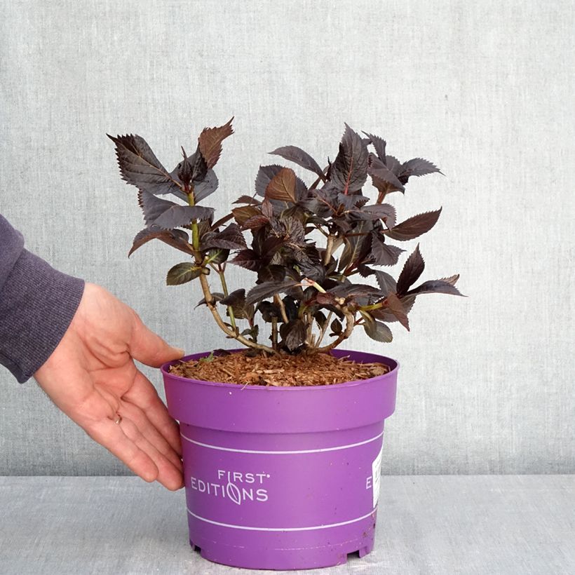 Exemplaar van Hydrangea macrophylla Eclipse - Bolhortensia Pot van 3 l/4 l zoals geleverd in de lente