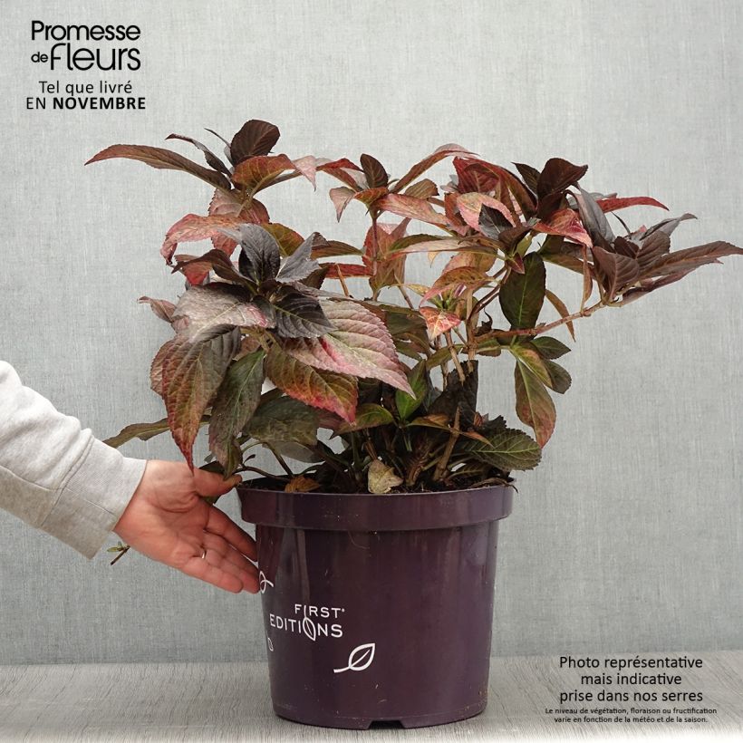 Exemplaar van Hortensia - Hydrangea macrophylla Eclipse Pot de 3L/4L zoals geleverd in de herfst