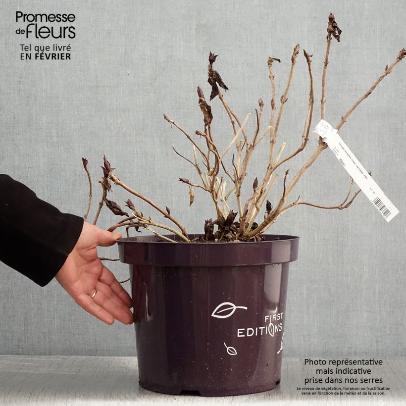 Exemplaar van Hydrangea macrophylla Eclipse - Bolhortensia Pot van 3 l/4 l zoals geleverd in de winter