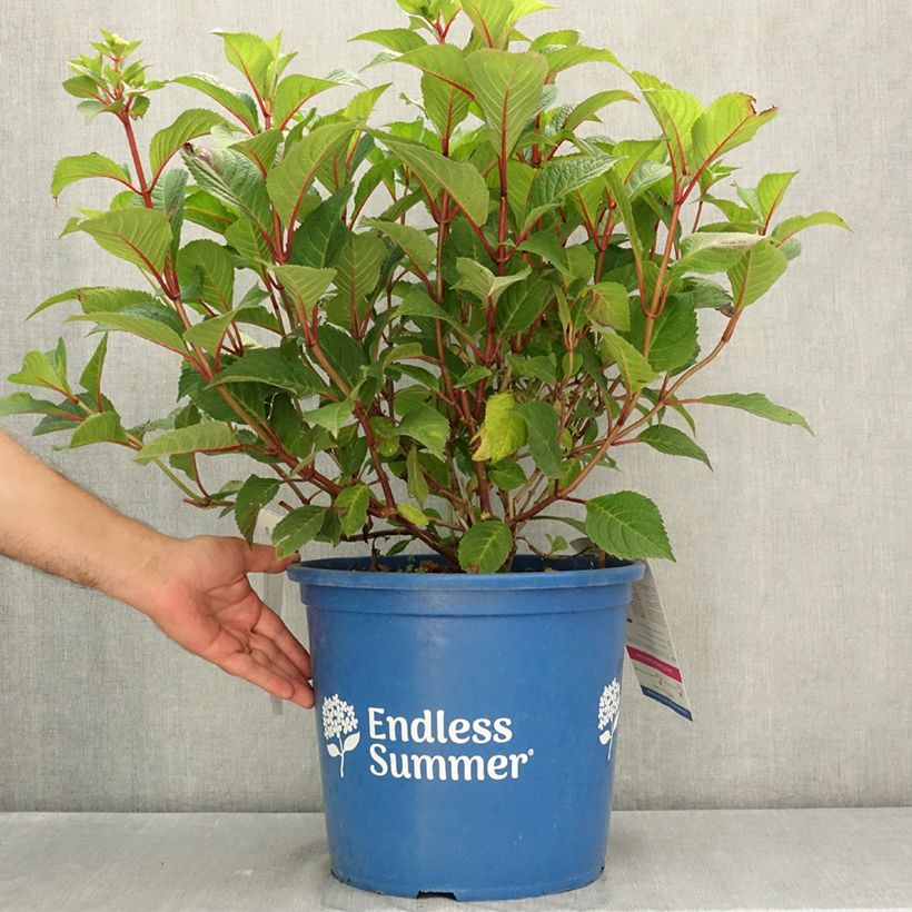 Exemplaar van Hydrangea macrophylla Endless Summer Bloomstar - Bolhortensia Pot van 12 l/15 l zoals geleverd in de zomer