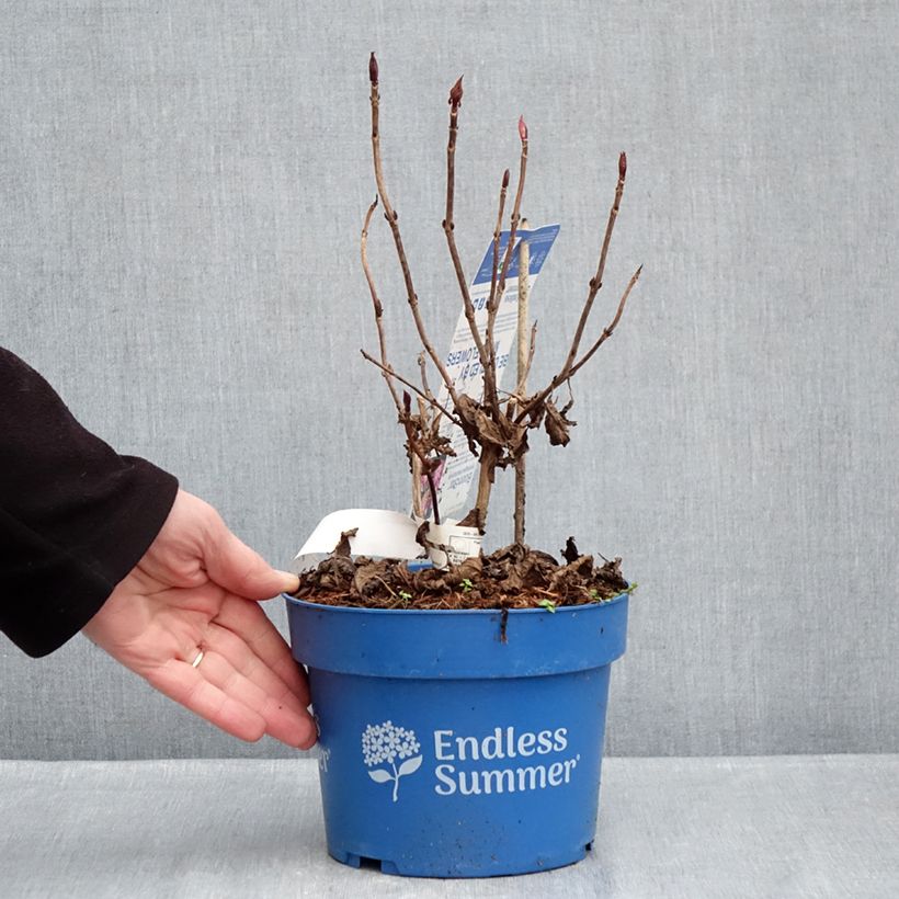 Exemplaar van Hydrangea macrophylla Endless Summer Bloomstar - Bolhortensia Pot van 3 l/4 l zoals geleverd in de winter