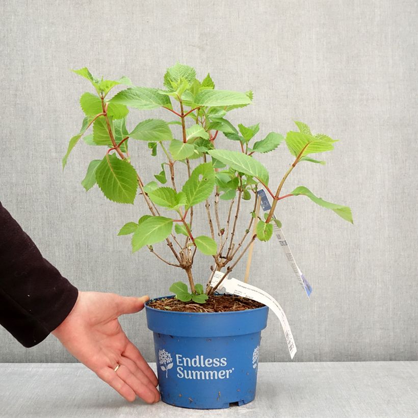 Exemplaar van Hydrangea macrophylla Endless Summer Bloomstar - Bolhortensia Pot van 3 l/4 l zoals geleverd in de lente