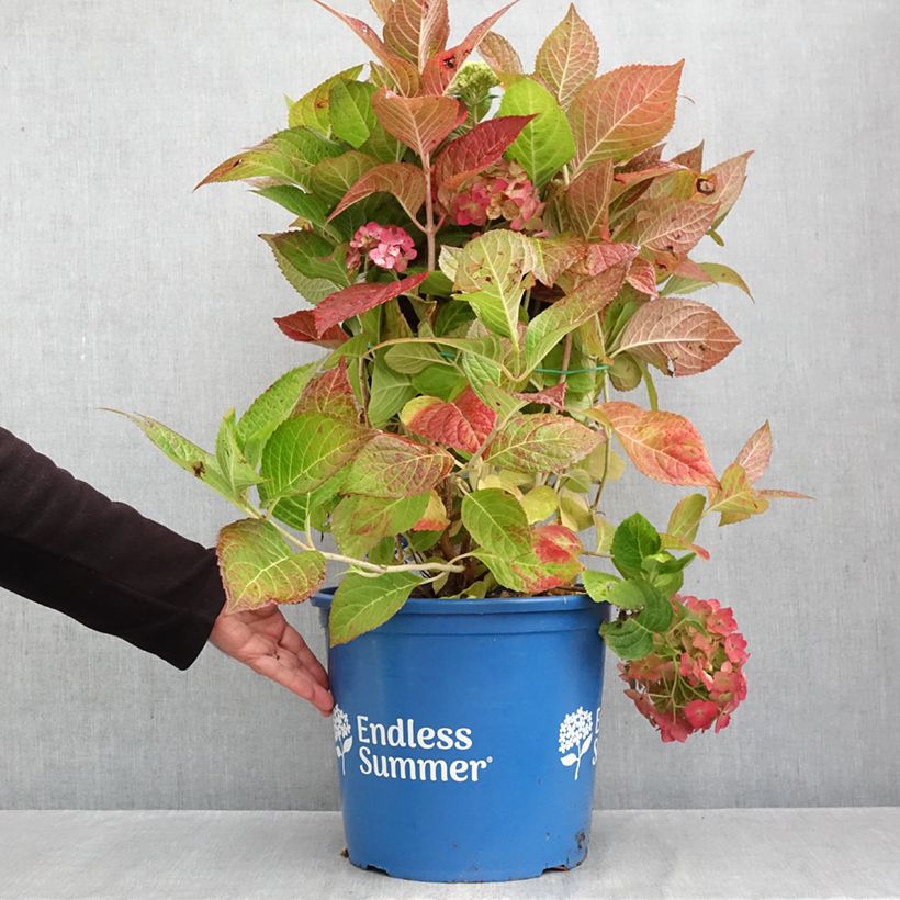 Exemplaar van Hydrangea macrophylla Endless Summer The Bride - Bolhortensia Pot van 12 l/15 l zoals geleverd in de herfst