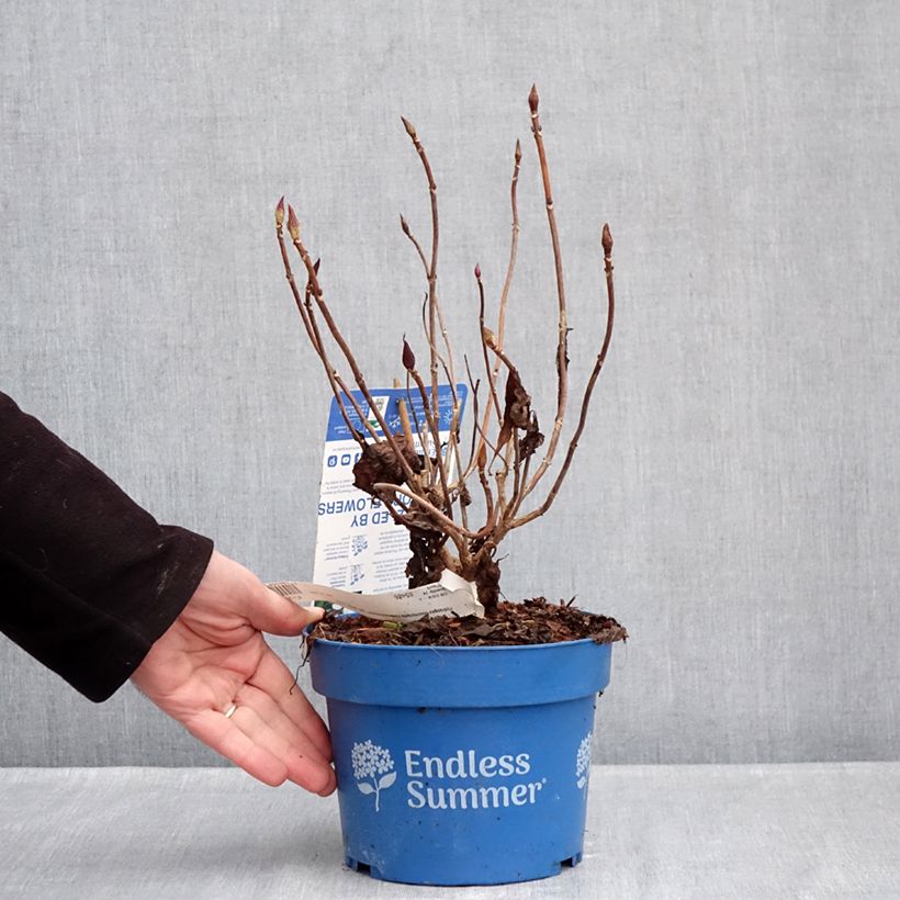 Exemplaar van Hydrangea macrophylla Endless Summer The Bride - Bolhortensia Pot van 2 l/3 l zoals geleverd in de winter
