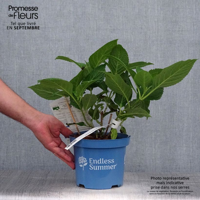 Exemplaar van Hydrangea macrophylla Endless Summer The Original Blue - Bolhortensia Pot van 2 l/3 l zoals geleverd in de herfst