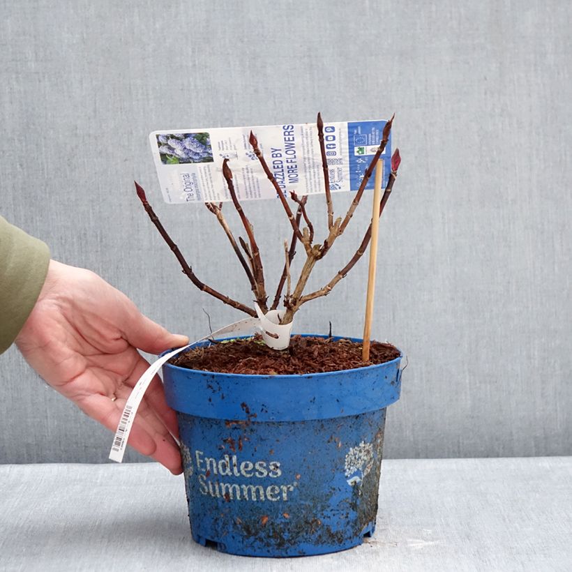 Exemplaar van Hydrangea macrophylla Endless Summer The Original Blue - Bolhortensia Pot van 2 l/3 l zoals geleverd in de winter