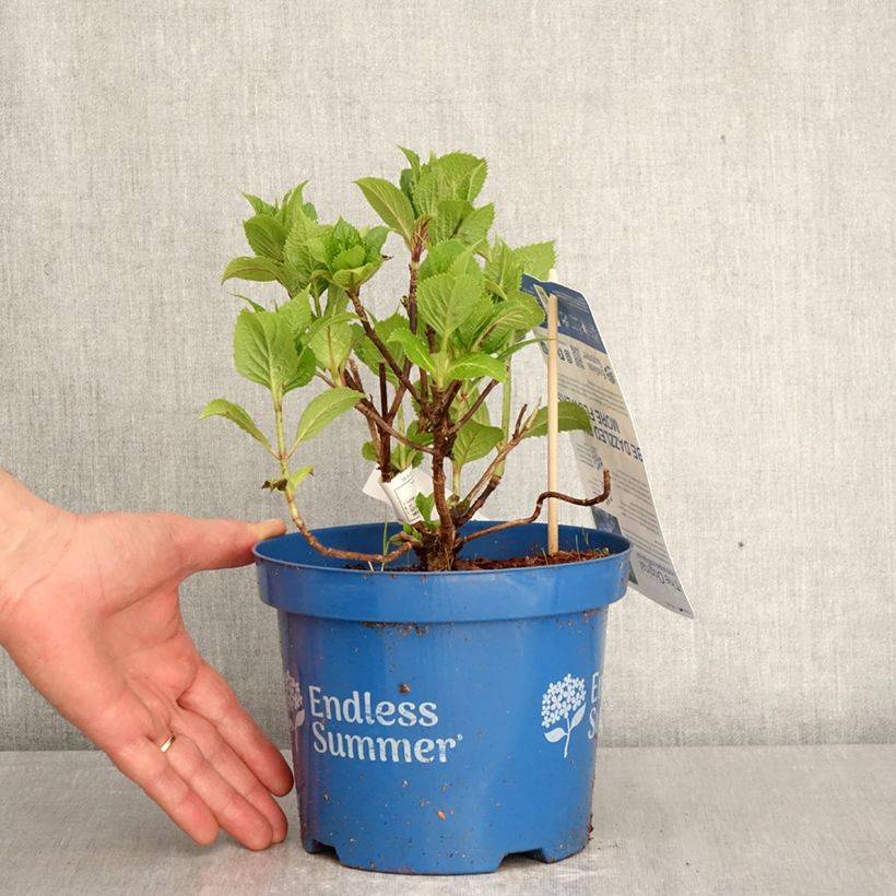 Exemplaar van Hydrangea macrophylla Endless Summer The Original Blue - Bolhortensia Pot van 2 l/3 l zoals geleverd in de lente