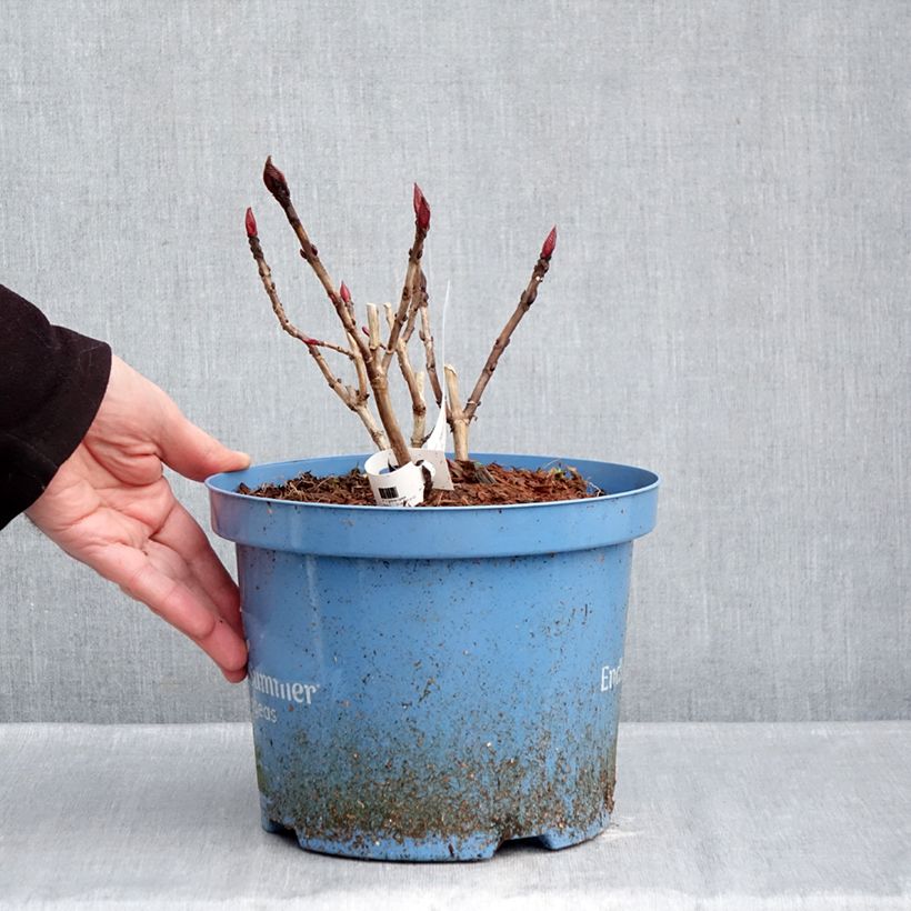 Exemplaar van Hydrangea macrophylla Endless Summer The Original Blue - Bolhortensia Pot van 4 l/5 l zoals geleverd in de winter