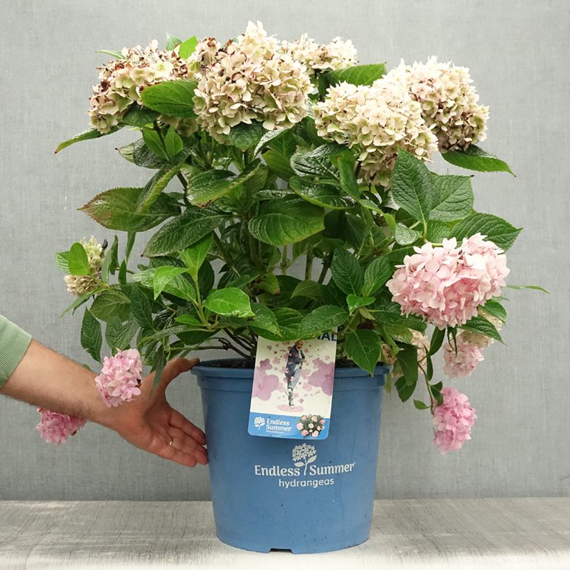 Exemplaar van Hydrangea macrophylla Endless Summer The Original Pink - Bolhortensia Pot van 12 l/15 l zoals geleverd in de zomer