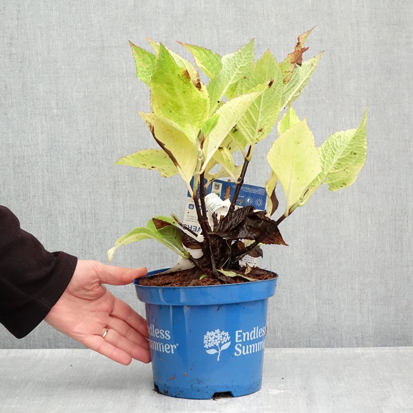 Exemplaar van Hydrangea macrophylla Endless Summer The Original Pink - Bolhortensia Pot van 2 l/3 l zoals geleverd in de herfst