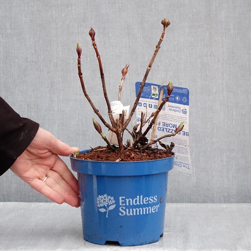 Example of Hydrangea macrophylla Endless Summer The Original Pink - Bolhortensia Pot van 2 l/3 l as you get in hiver