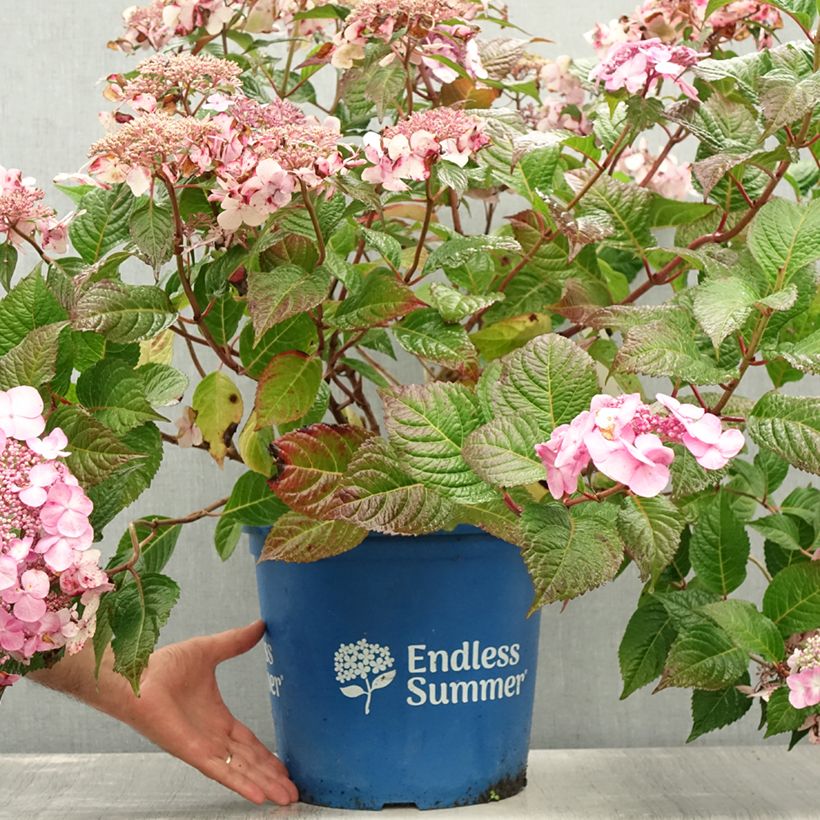 Exemplaar van Hydrangea macrophylla Endless Summer Twist and Shout - Boerenortensia Pot van 12 l/15 l zoals geleverd in de zomer
