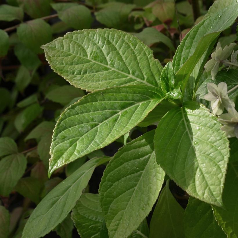 Hydrangea macrophylla Etoile Violette - Schermhortensia (Blad)