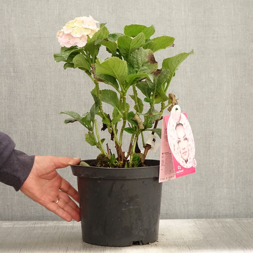 Exemplaar van Hydrangea macrophylla Everbloom Pink Wonder - Boerenhortensia Pot van 4 l/5 l zoals geleverd in de herfst