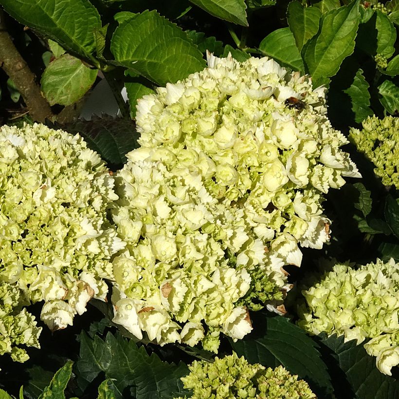 Hydrangea macrophylla Everbloom White Wonder - Boerenhortensia (Bloei)