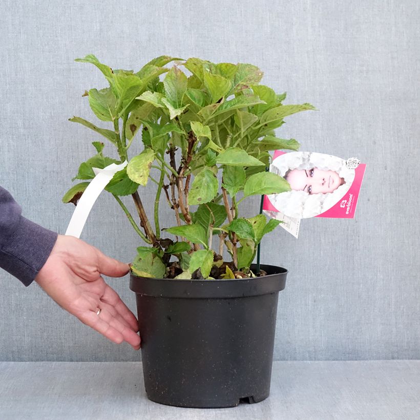 Exemplaar van Hydrangea macrophylla Everbloom White Wonder - Boerenhortensia Pot van 4 l/5 l zoals geleverd in de herfst