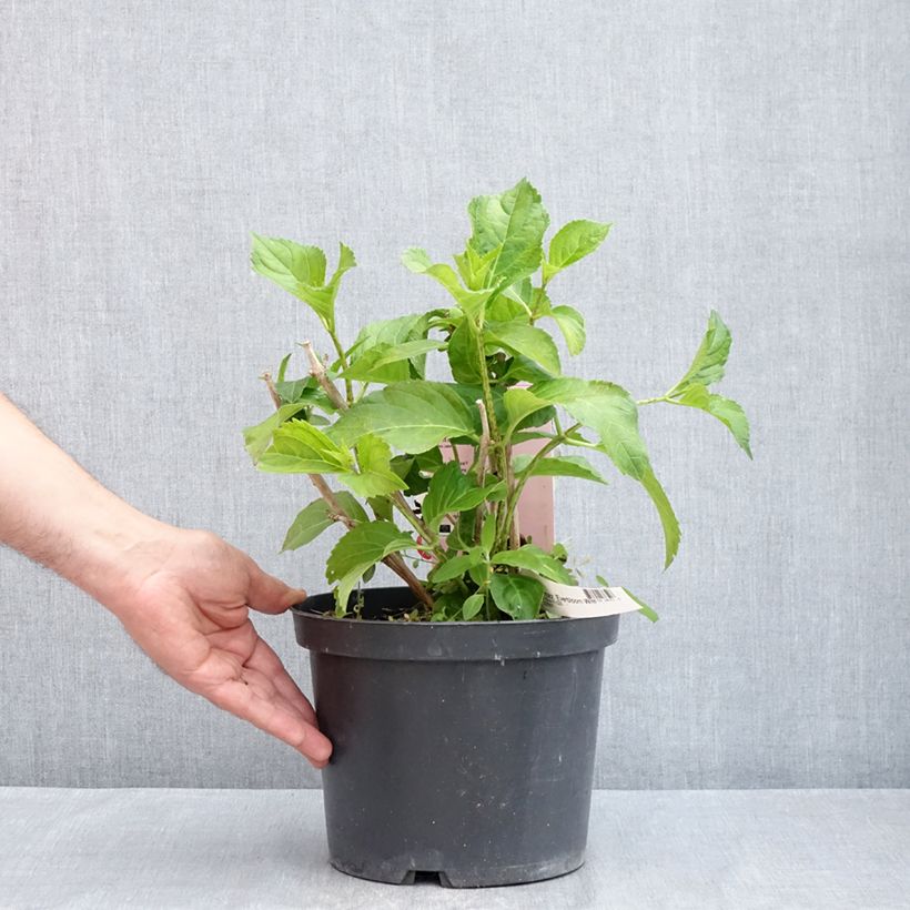 Exemplaar van Hydrangea macrophylla Everbloom White Wonder - Boerenhortensia Pot van 4 l/5 l zoals geleverd in de lente