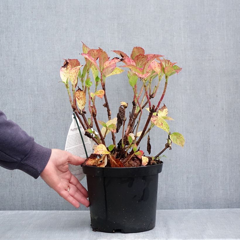 Exemplaar van Hydrangea macrophylla Fantasia - Bolhortensia Pot van 3 l/4 l zoals geleverd in de herfst