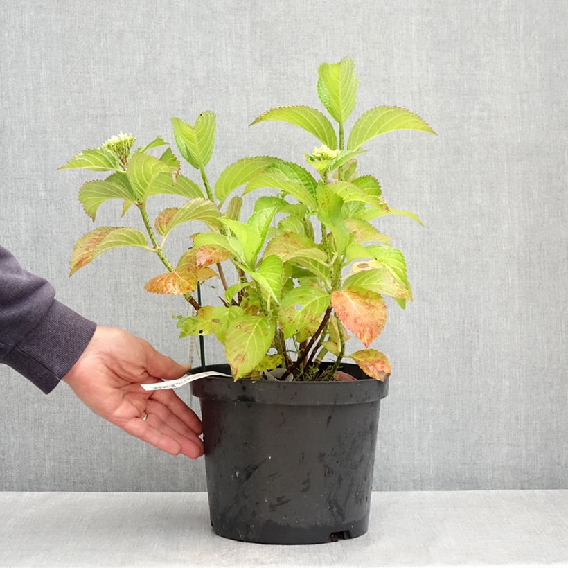 Exemplaar van Hydrangea macrophylla Fantasia - Bolhortensia Pot van 3 l/4 l zoals geleverd in de lente
