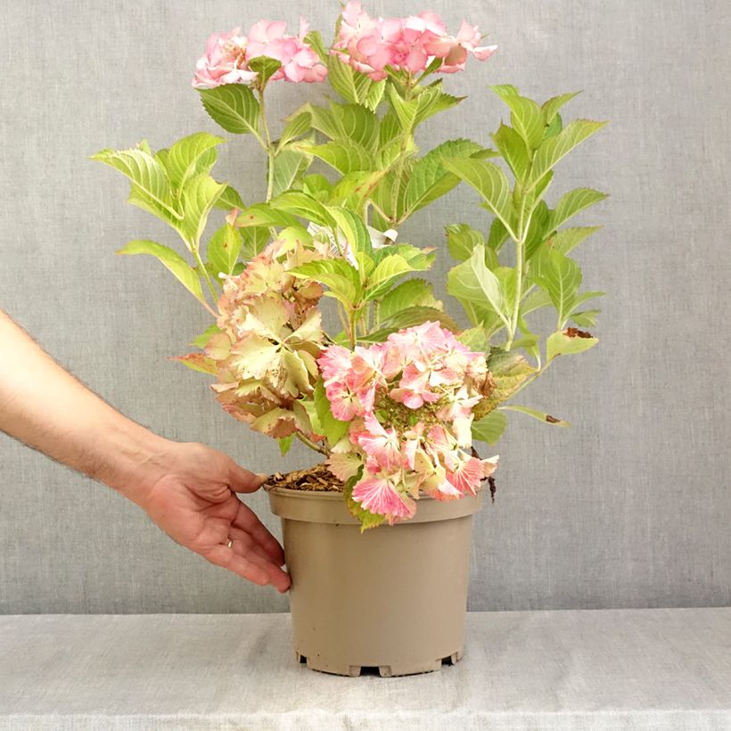 Exemplaar van Hydrangea macrophylla Rendez-Vous French Cancan - Schermhortensia Pot van 4 l/5 l zoals geleverd in de zomer