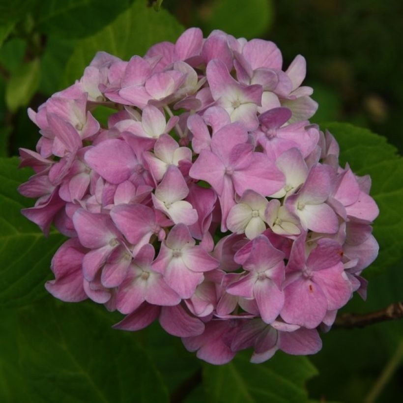 Hydrangea macrophylla Generale Vicomtesse de Vibraye - Bolhortensia (Bloei)