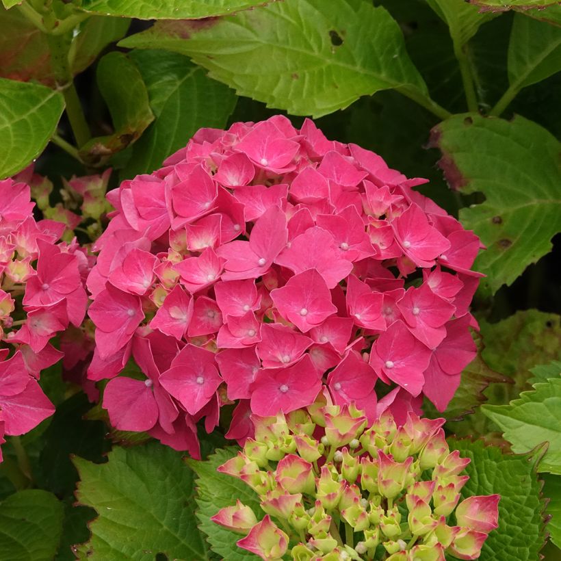 Hydrangea macrophylla Glowing Amber - Boerenhortensia (Bloei)
