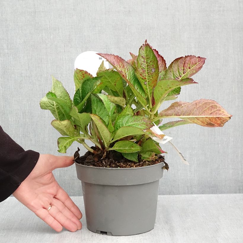 Exemplaar van Hydrangea macrophylla Gräfin Cosel - Hortensia Pot van 3 l/4 l zoals geleverd in de herfst