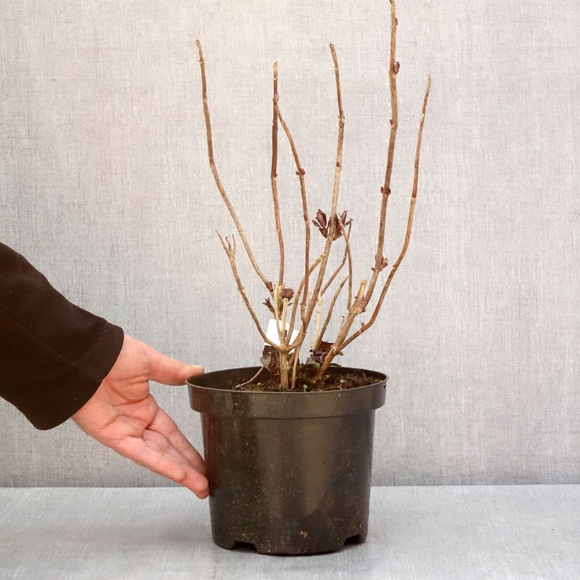 Exemplaar van Hydrangea macrophylla Gräfin Cosel - Hortensia Pot van 3 l/4 l zoals geleverd in de winter