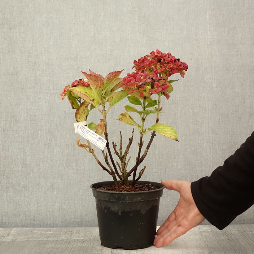 Exemplaar van Hortensia - Hydrangea macrophylla Green Ever Belles Pot de 2L/3L zoals geleverd in de herfst