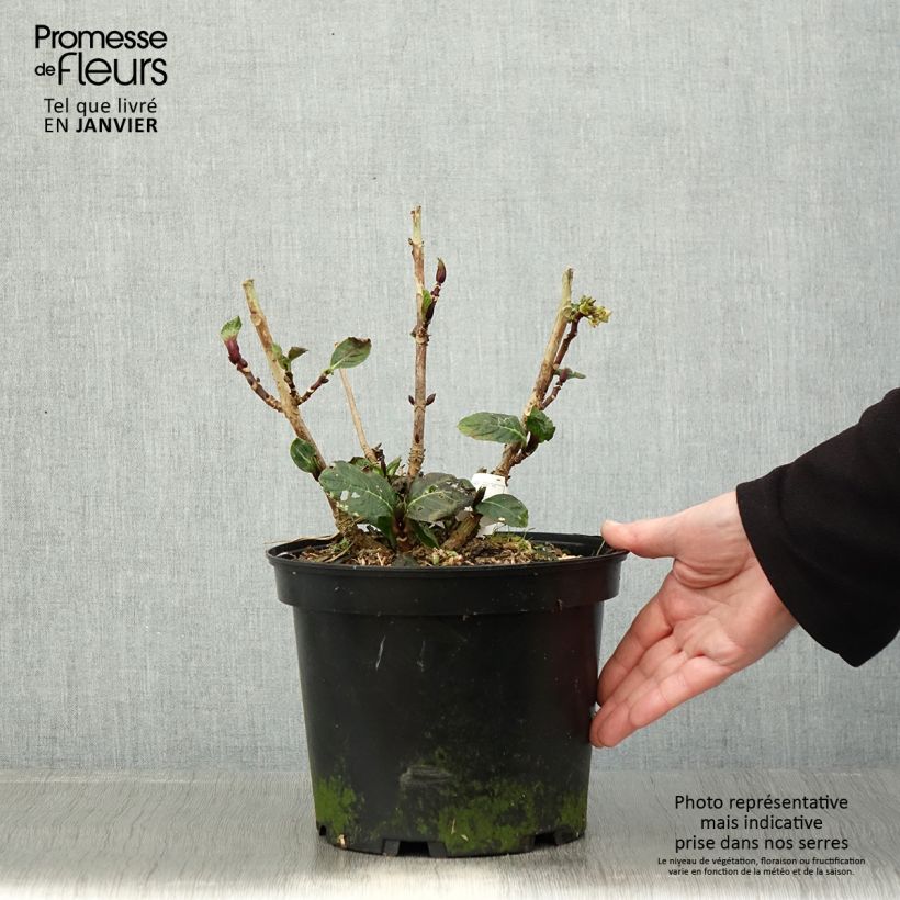 Exemplaar van Hydrangea macrophylla Green EVER BELLES Hortmagreclo - Bolhortensia Pot van 2 l/3 l zoals geleverd in de winter