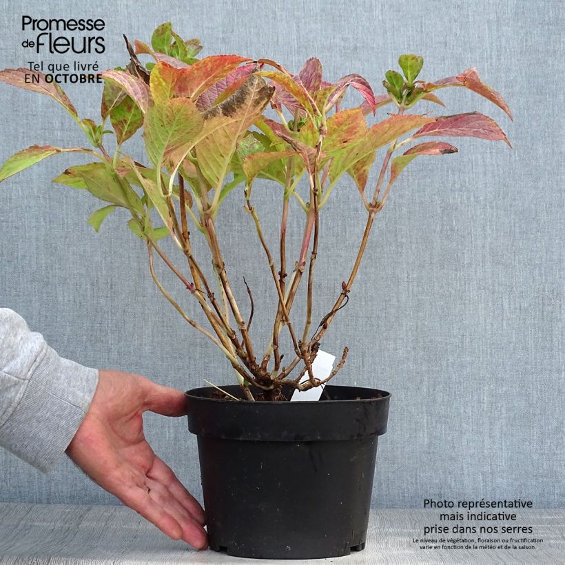 Exemplaar van Hydrangea macrophylla Green shadow - Bolhortensia Pot van 2 l/3 l zoals geleverd in de herfst