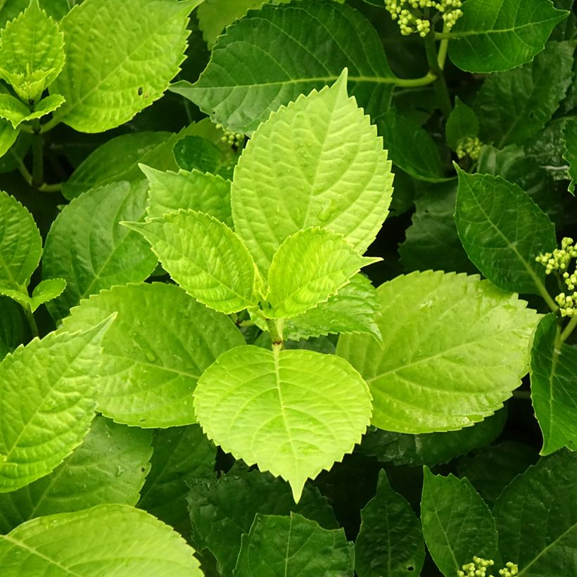 Hydrangea macrophylla Hovaria Hobergine - Bolhortensia (Blad)