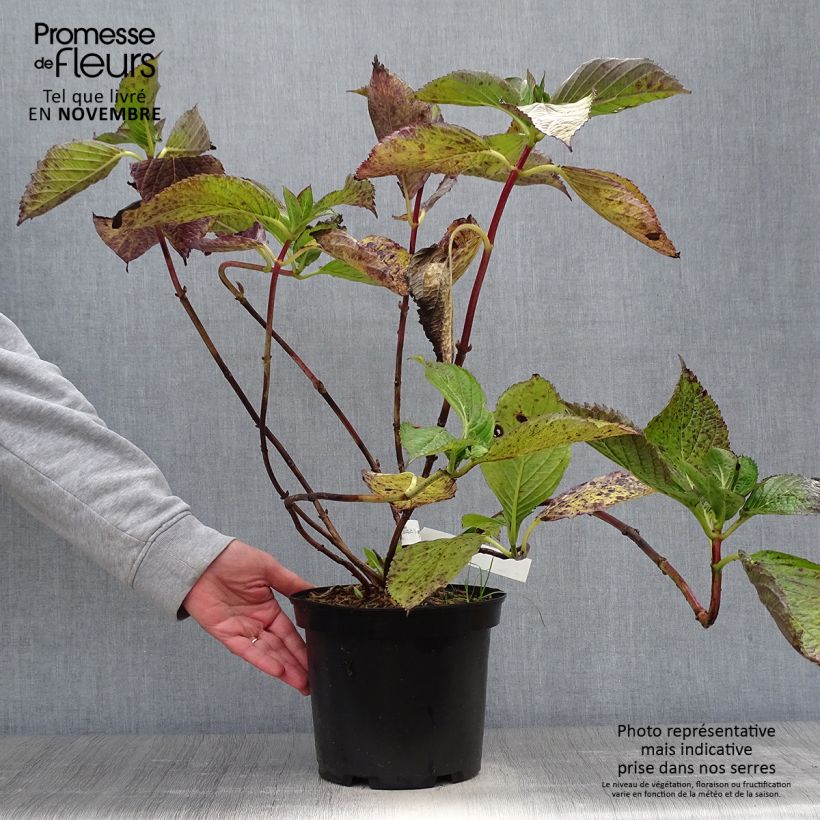Exemplaar van Hydrangea macrophylla Hovaria Hopcorn - Bolhortensia Pot van 4 l/5 l zoals geleverd in de herfst