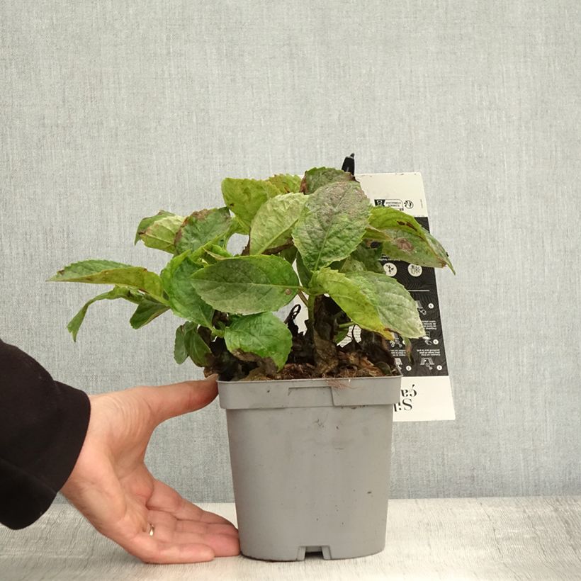 Exemplaar van Hydrangea macrophylla Immaculata - Hortensia Pot van 2 l/3 l zoals geleverd in de herfst