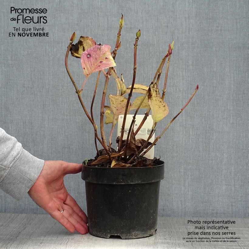 Exemplaar van Hydrangea macrophylla Teller Kardinal - Bolhortensia Pot van 2 l/3 l zoals geleverd in de herfst