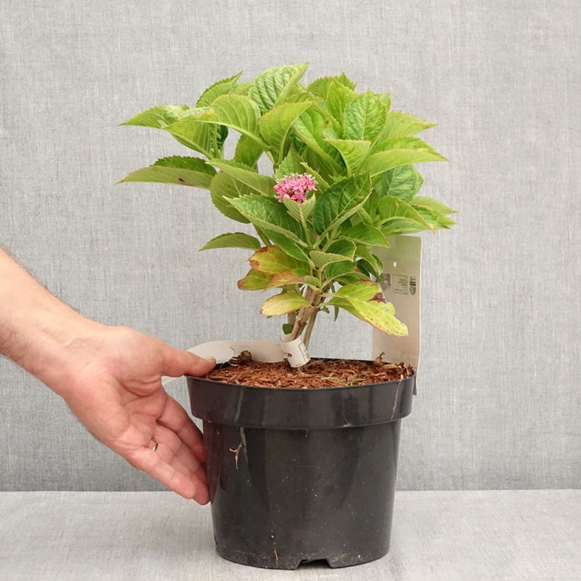 Exemplaar van Hydrangea macrophylla Kardinal Violet - Bolhortensia Pot van 2 l/3 l zoals geleverd in de zomer