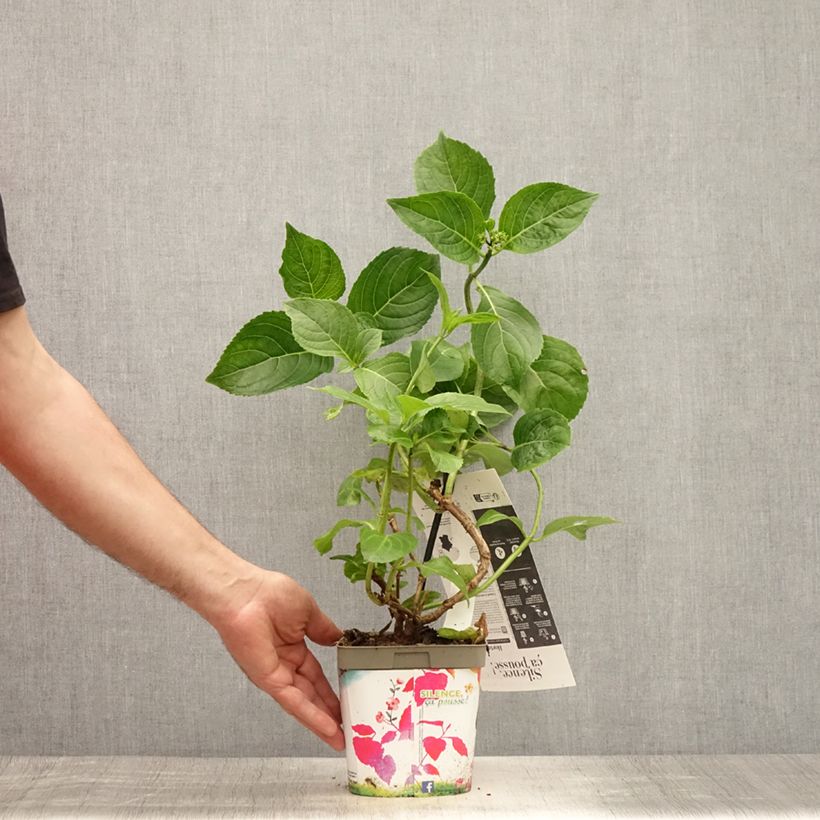 Exemplaar van Hydrangea macrophylla Kazan - Bolhortensia Pot van 2 l/3 l zoals geleverd in de zomer