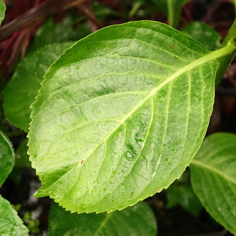 Hydrangea macrophylla Kazan - Bolhortensia (Blad)