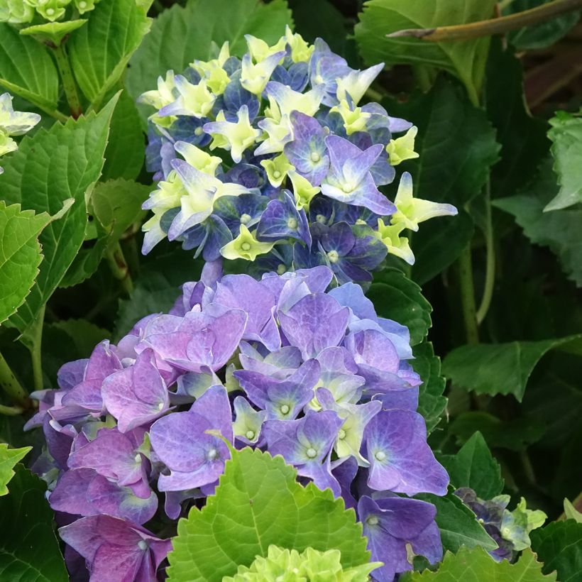 Hydrangea macrophylla Lady Mata Hari - Bolhortensia (Bloei)