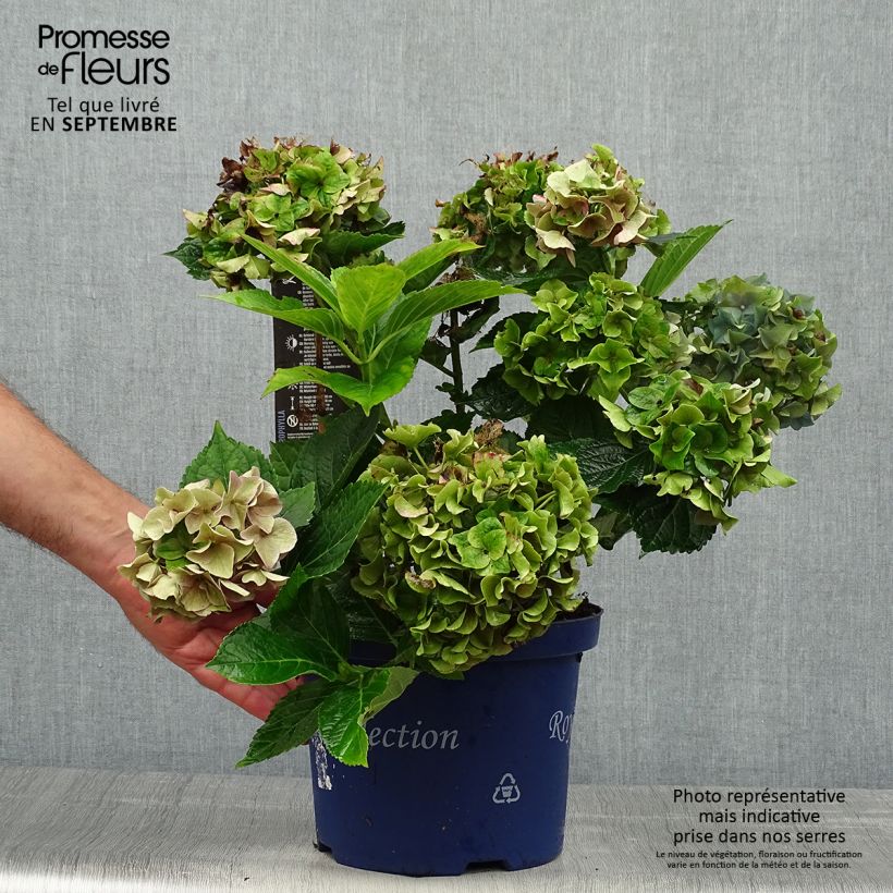 Exemplaar van Hydrangea macrophylla Lady Mata Hari - Bolhortensia Pot van 2 l/3 l zoals geleverd in de herfst