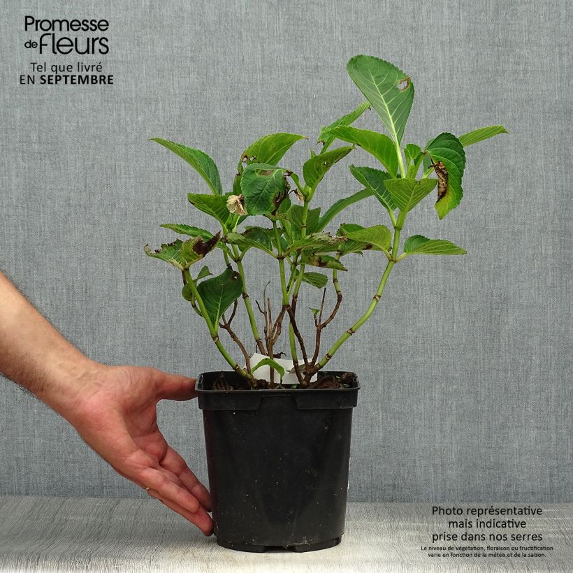 Exemplaar van Hydrangea macrophylla Lady Nobuko - Bolhortensia Pot van 2 l/3 l zoals geleverd in de herfst